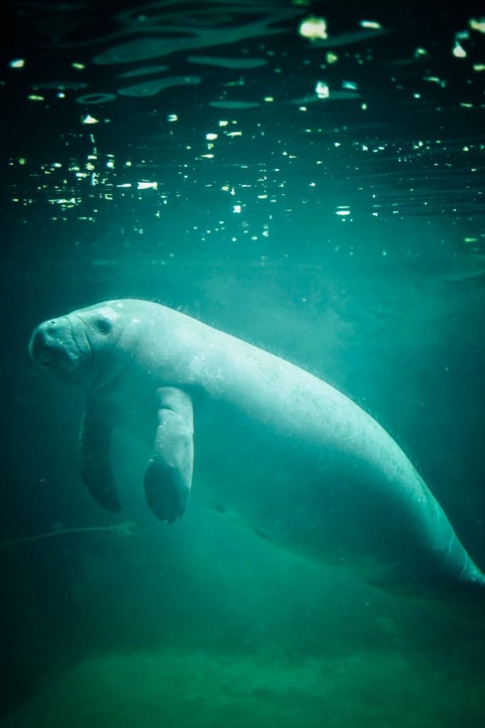 An enchanting vertical image of a dugong swimming gracefully underwater, showcasing its serene habitat.