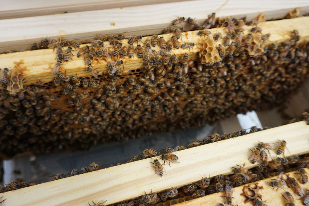 Detailed close-up view of honeybees working on a beehive frame, showcasing beekeeping in action.