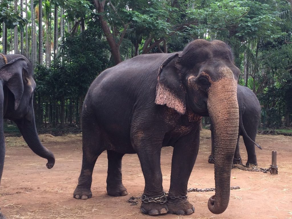 Asian elephants chained in a tropical forest, highlighting wildlife captivity.