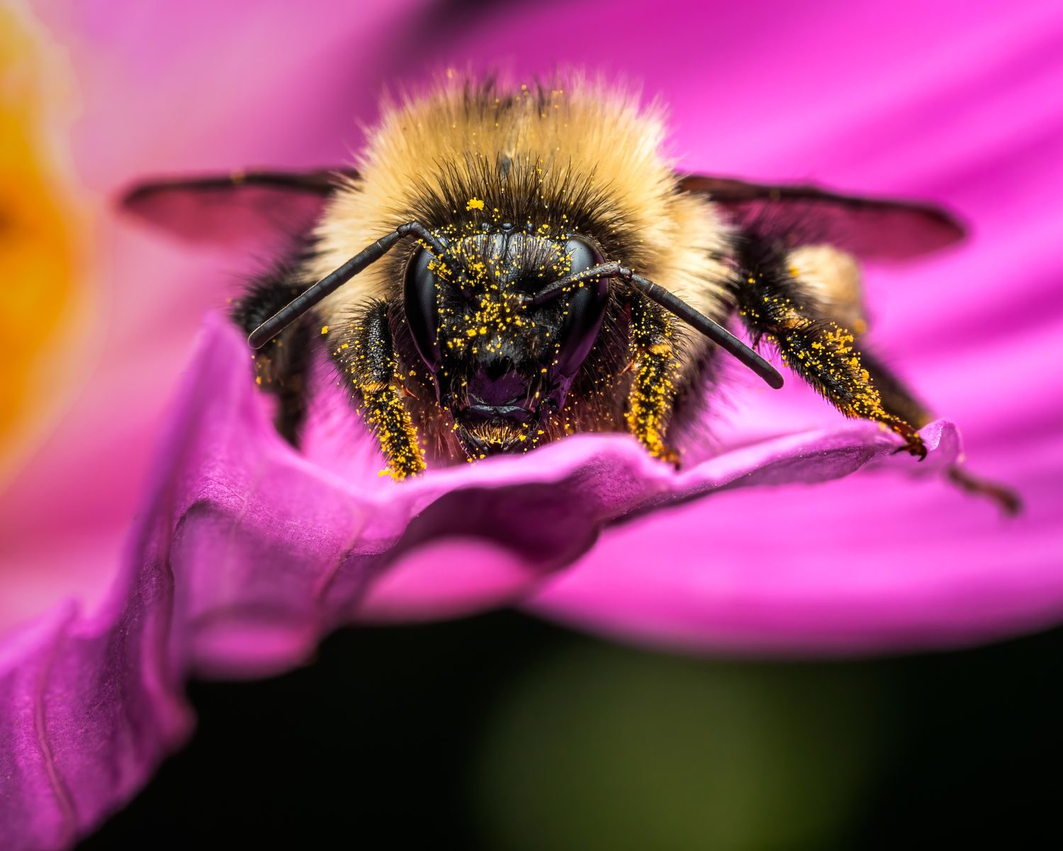 Macro shot of a pollen-covered bee on a vibrant flower petal.