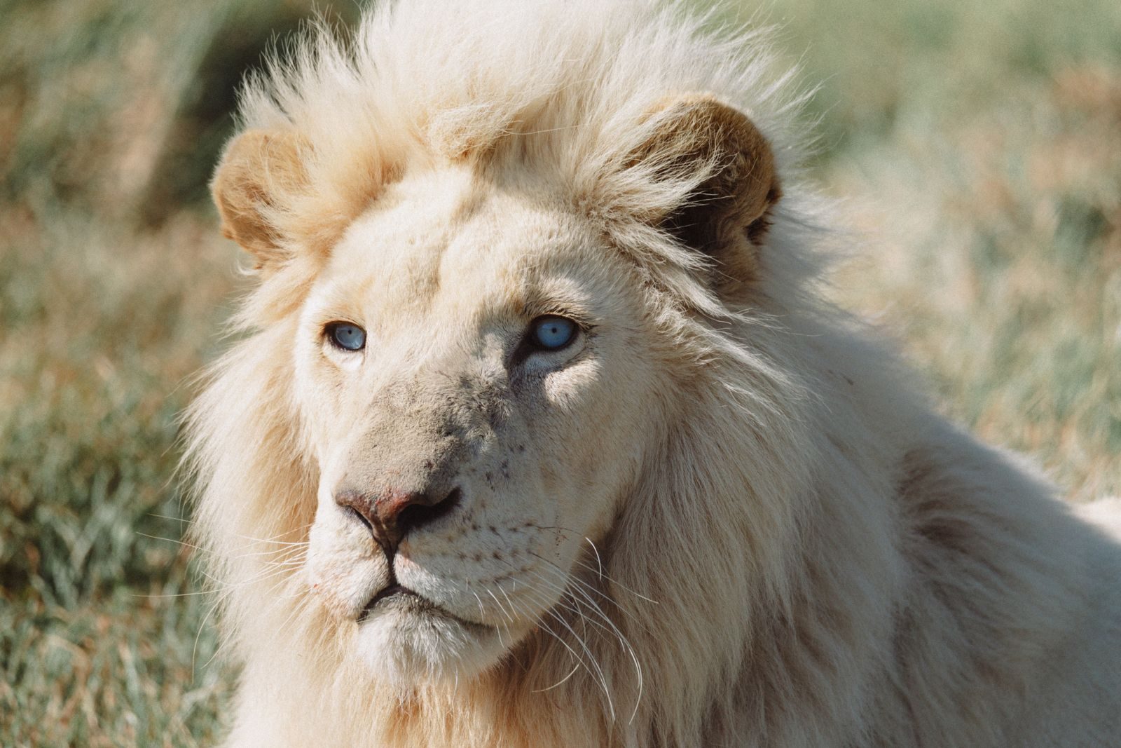 Close-up of a majestic white lion with striking blue eyes outdoors in daylight.