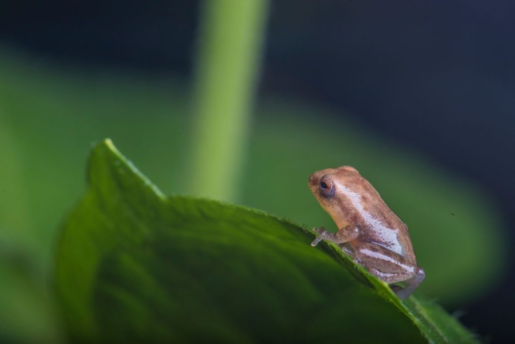 Close-up of a tiny frog perched on a vibrant green leaf in Kottayam, India.