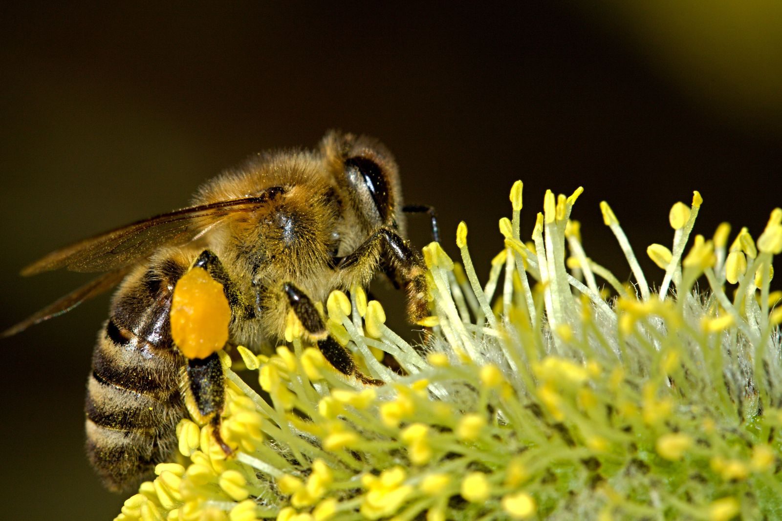 Macro shot of a honey bee collecting pollen from a yellow flower up close.