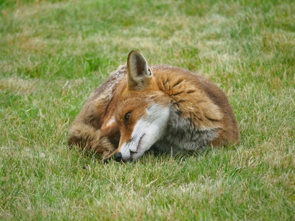 A serene red fox lying on a green grass lawn, showcasing its fluffy fur.