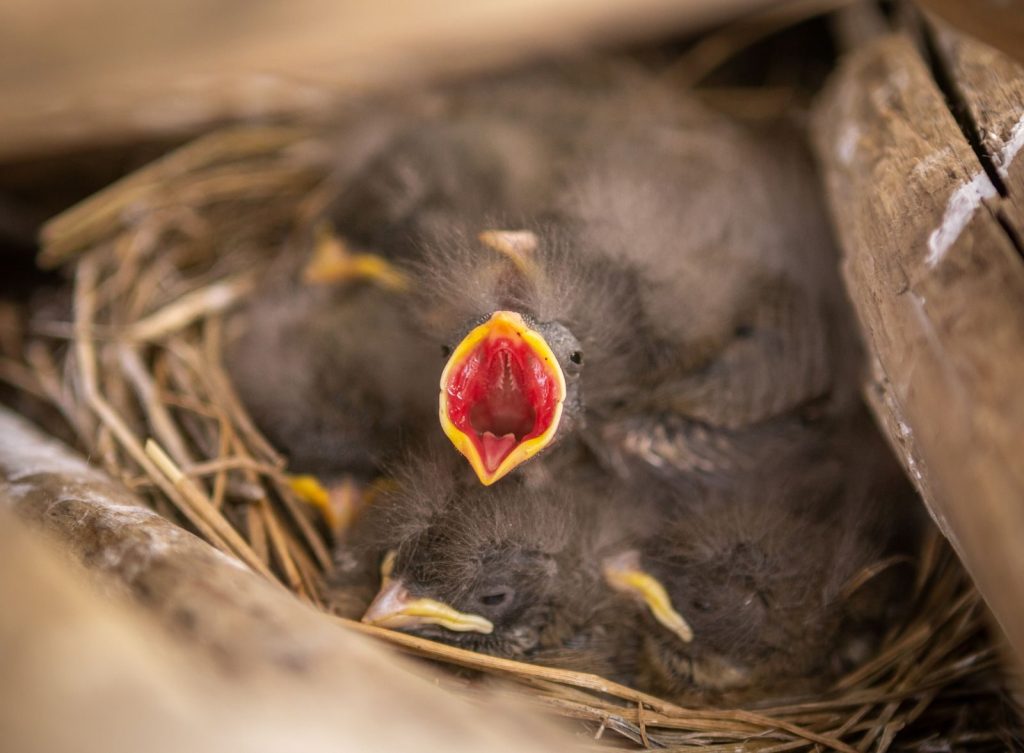 A close-up shot capturing baby birds chirping in a nest.