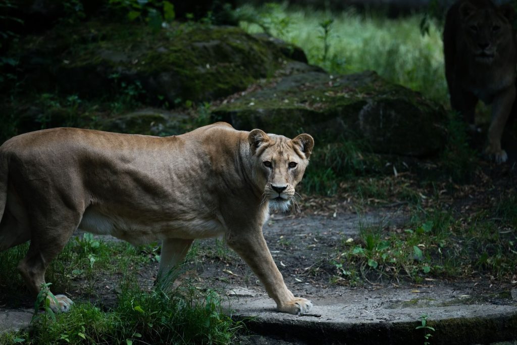 A powerful lioness prowling through a dense forest, showcasing wildlife in its natural habitat.