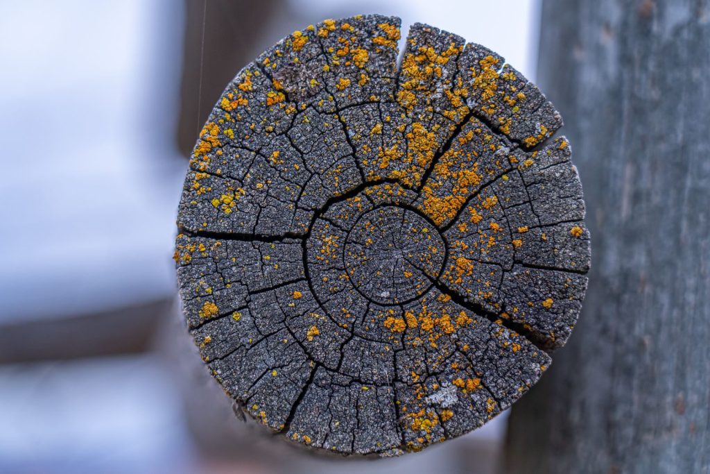 Detailed view of vibrant yellow lichen growing on an aged tree trunk, showcasing texture and natural patterns.