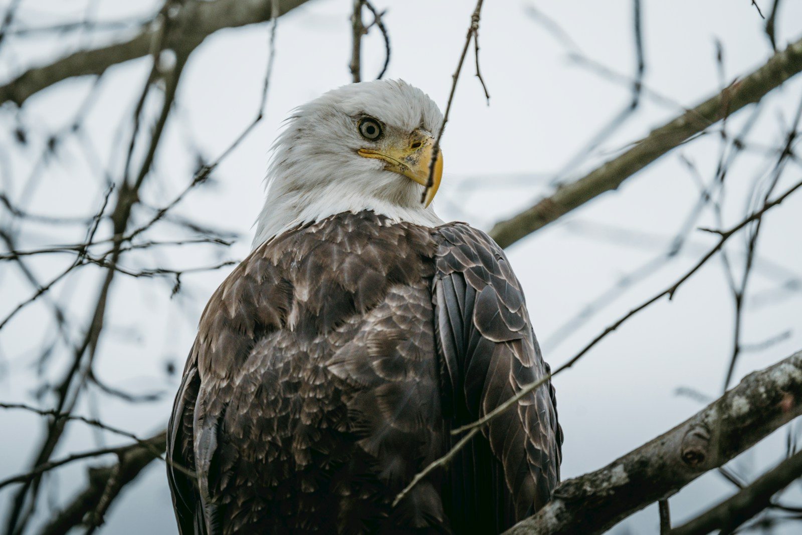 A bald eagle perched on a bare tree branch.