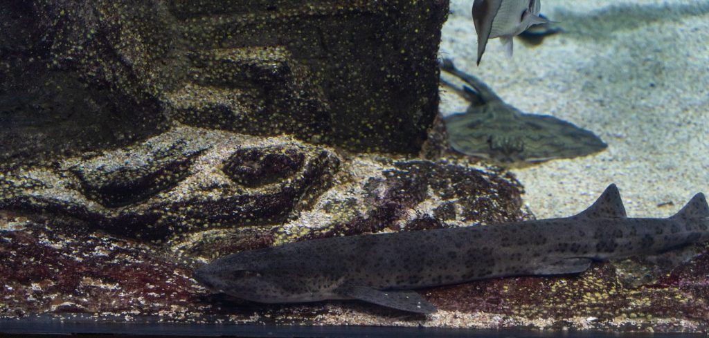 a fish swimming in water
