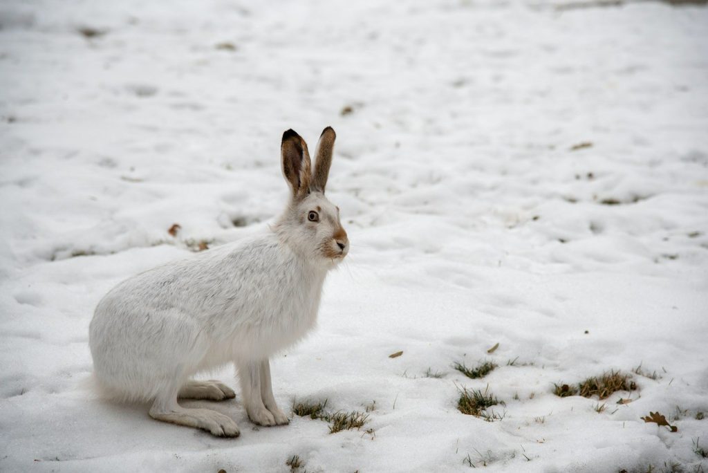 A white hare sits in a snowy field.