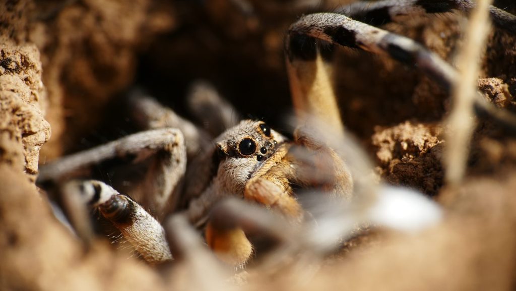 A spider sits in its burrow.
