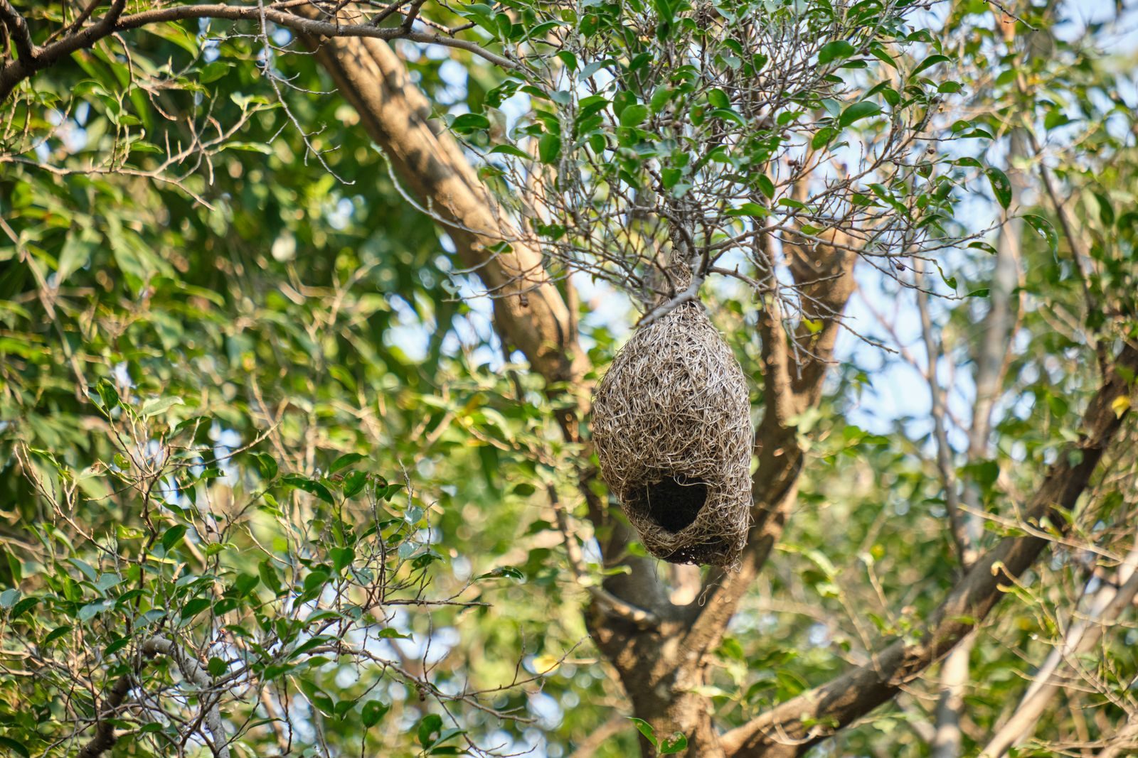 Intricate woven bird nest hanging from a tree in Bangkok, Thailand.