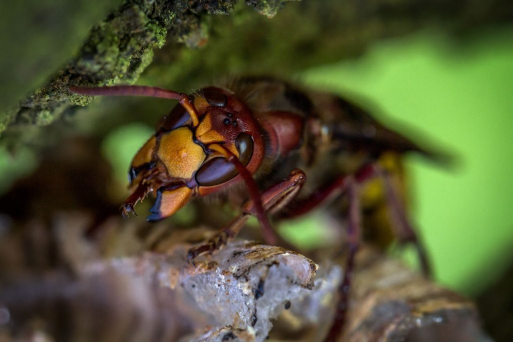 Macro shot of a European hornet (Vespa crabro) resting on a tree branch, showcasing intricate details.