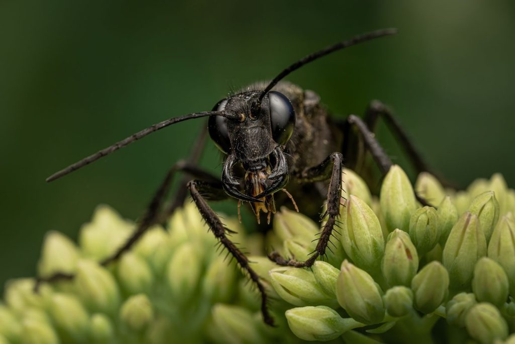 Close-up macro photograph of a black wasp perched on green flower buds.