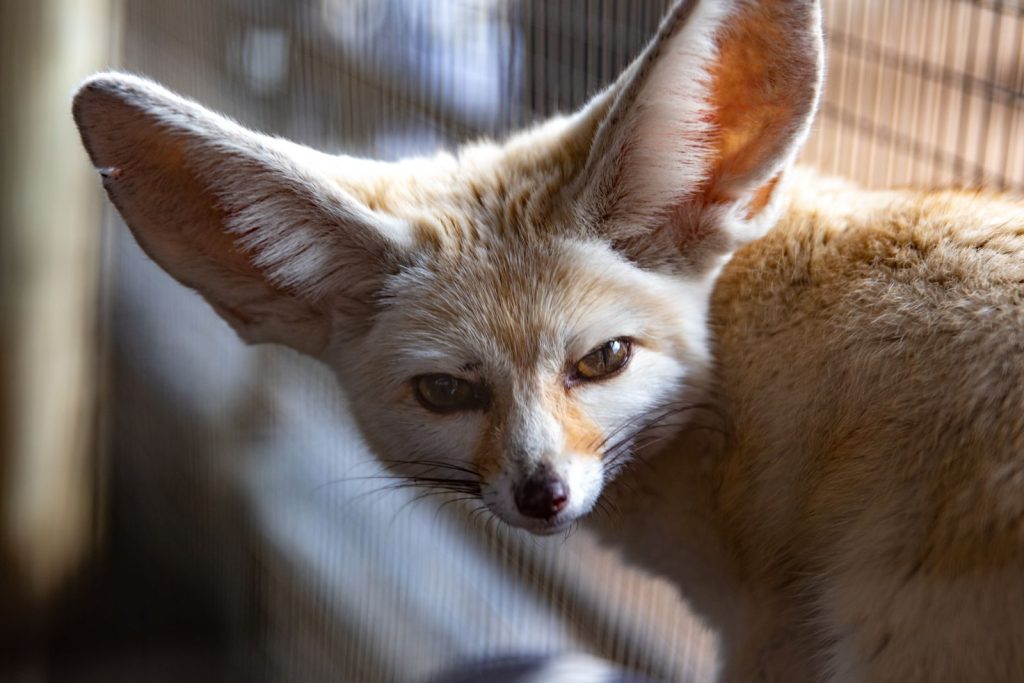 Detailed image of a fennec fox, showcasing its large ears and expressive eyes.