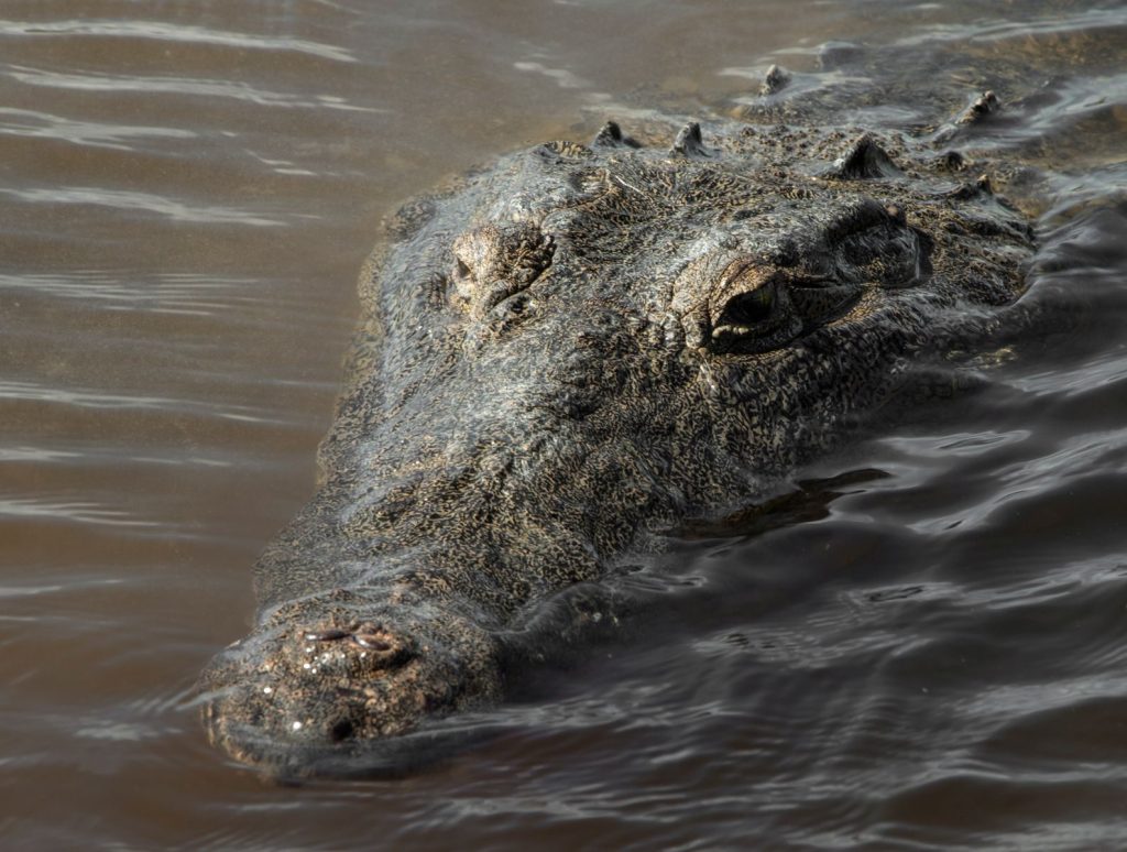 Detailed image of a crocodile partially submerged in water capturing its rough texture.