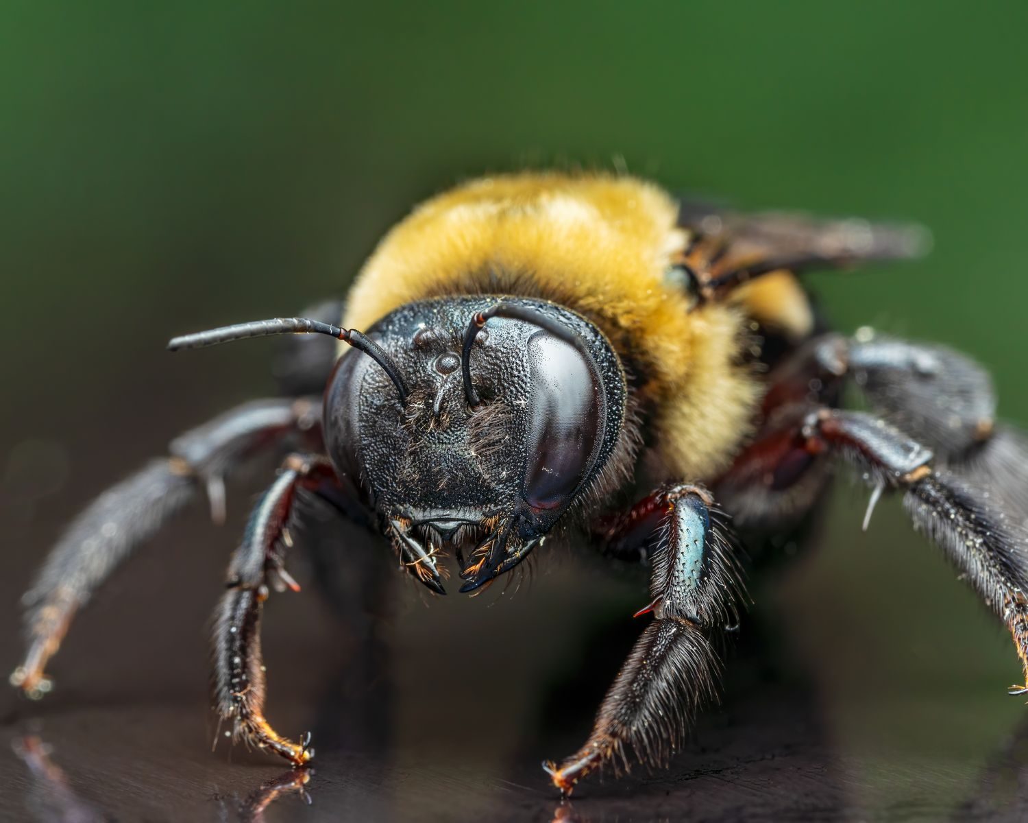 Detailed macro shot of a carpenter bee showcasing its intricate features in focus