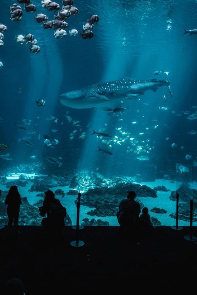 Silhouettes of people watching diverse marine life with a whale shark in a large aquarium.