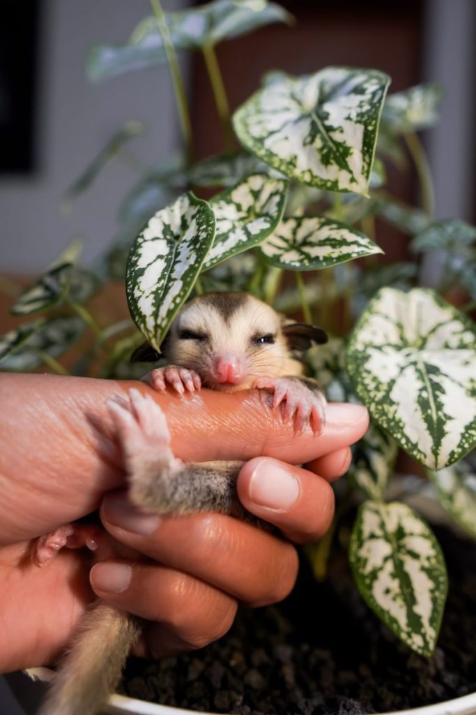 A cute sugar glider being gently held in a hand in front of a potted plant.