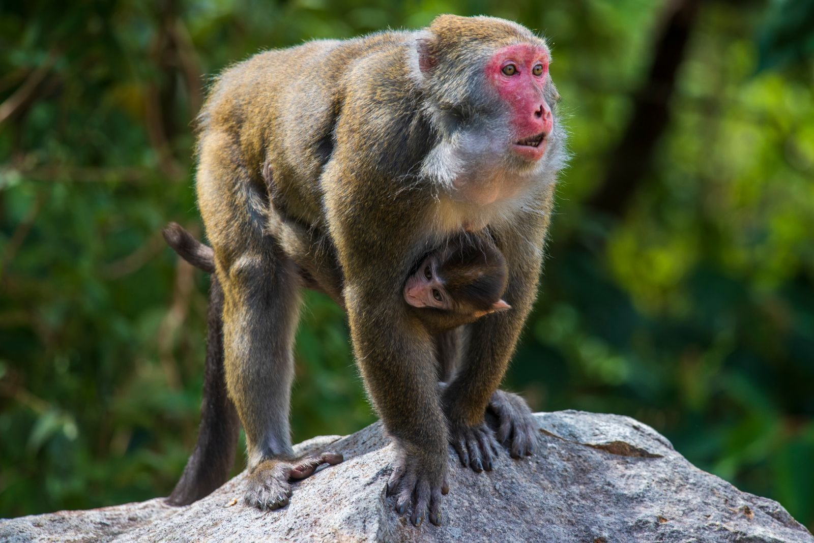 Macaque mother carrying her baby in a Taiwanese forest, showcasing wildlife's nurturing side.