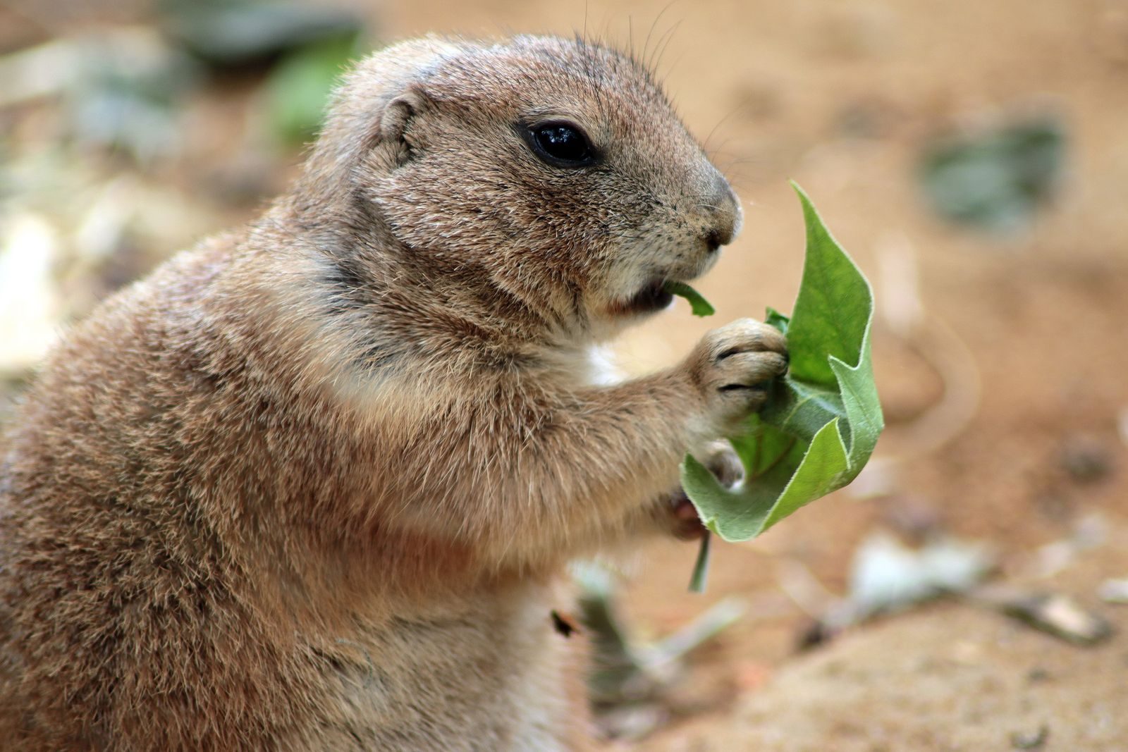Adorable prairie dog munching on fresh leaf in natural habitat.