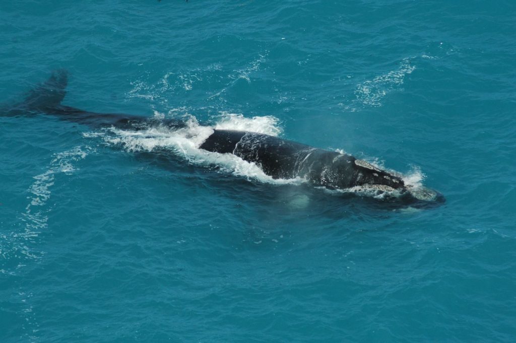 Stunning aerial shot of a whale swimming in tropical blue waters near Australia.