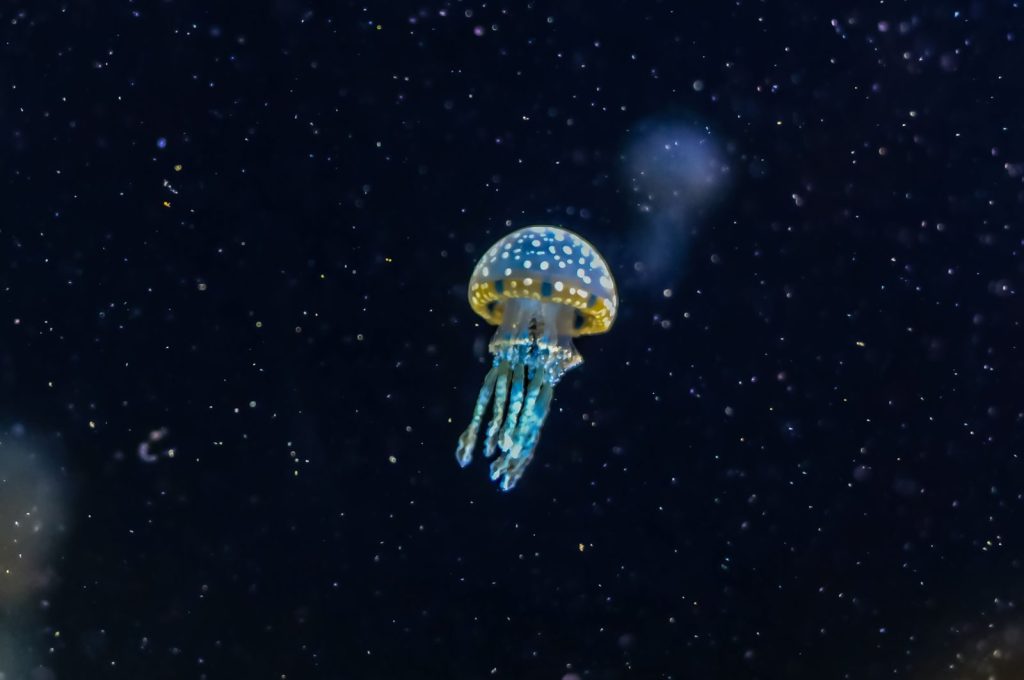 A mesmerizing jellyfish glowing underwater in a serene ocean scene.