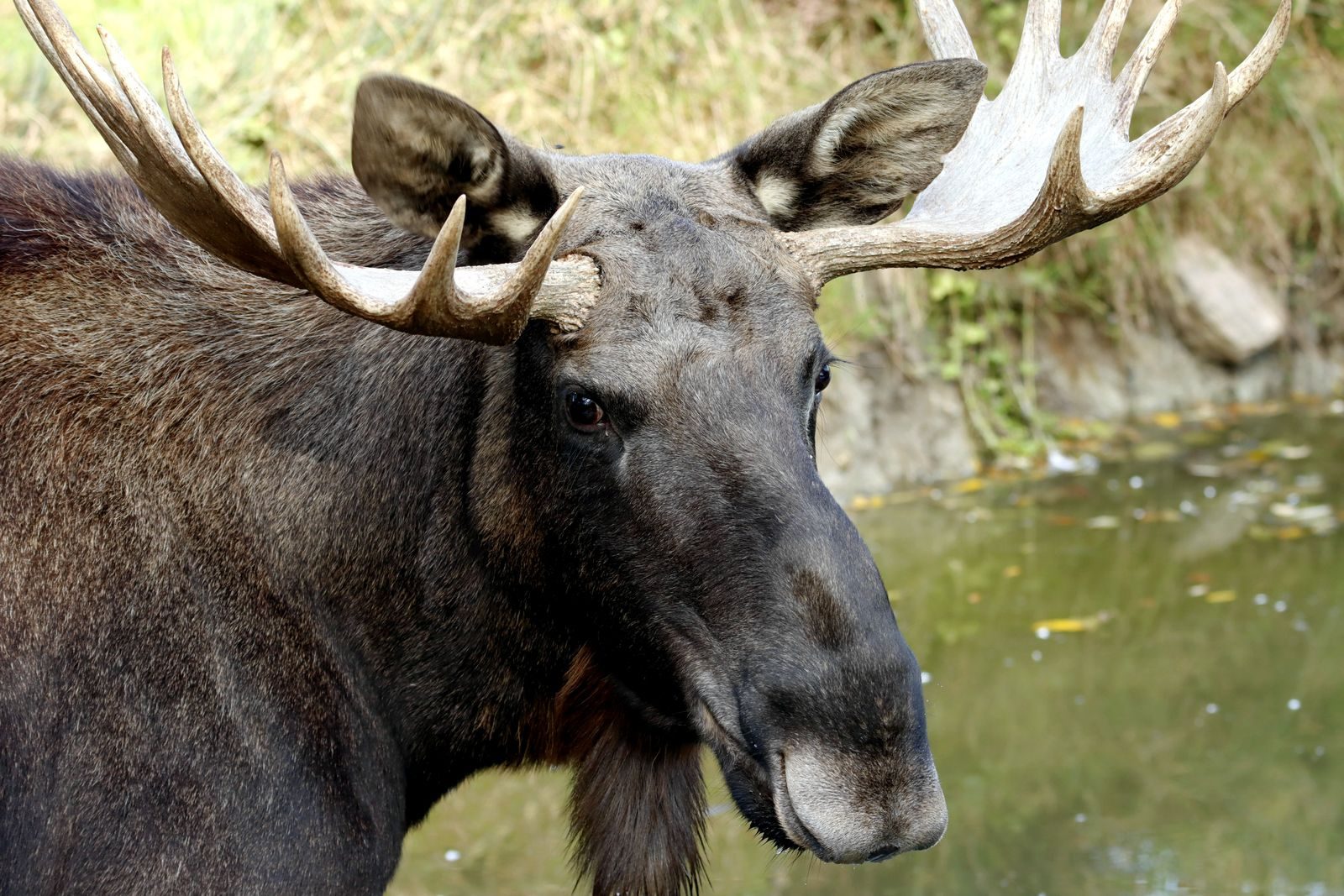Detailed close-up of a moose by a water stream, showcasing its magnificent antlers.