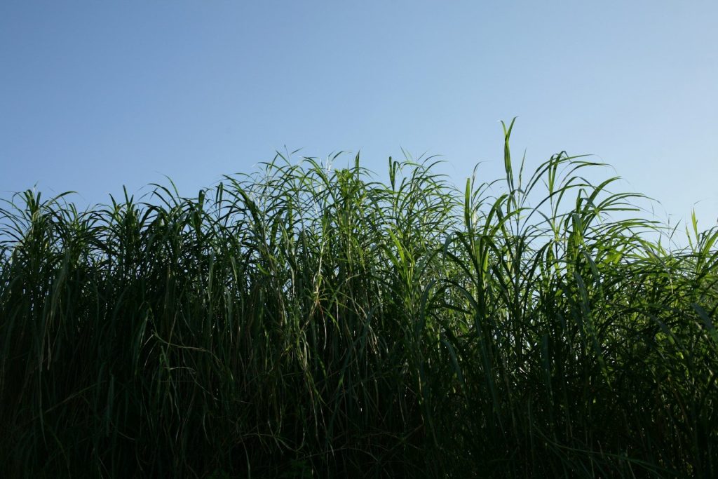green grass under blue sky during daytime