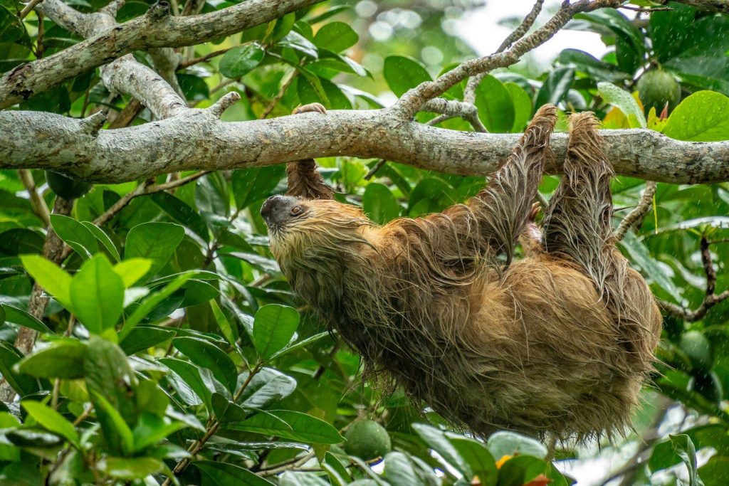 A sloth hangs upside down on a branch.