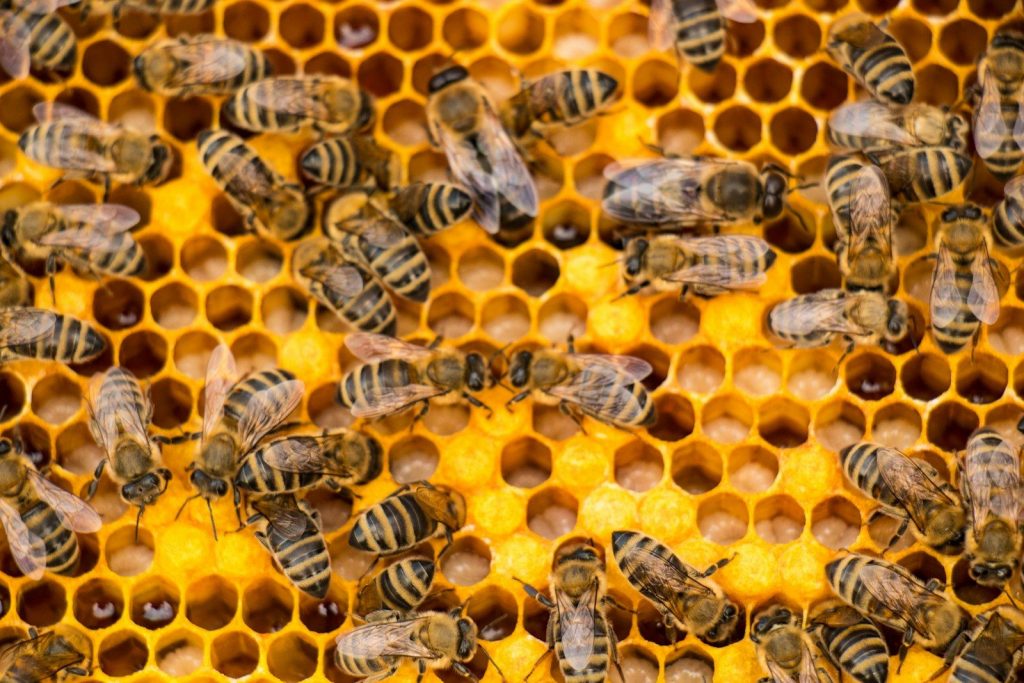 Bees gather on a honeycomb, working diligently