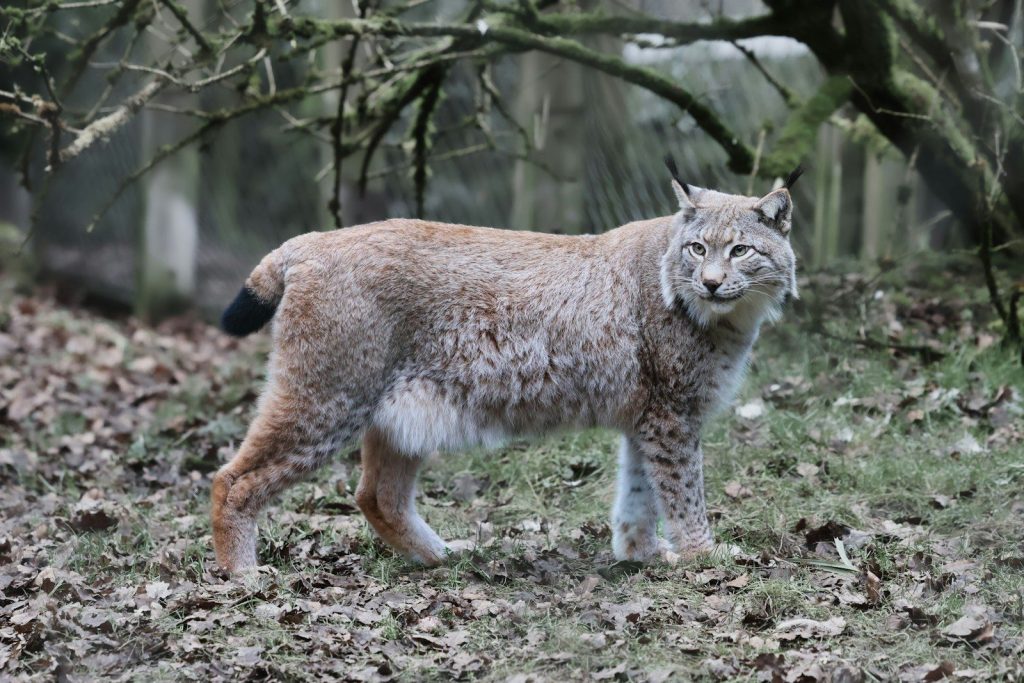 A lynx stands in the forest, looking at the camera