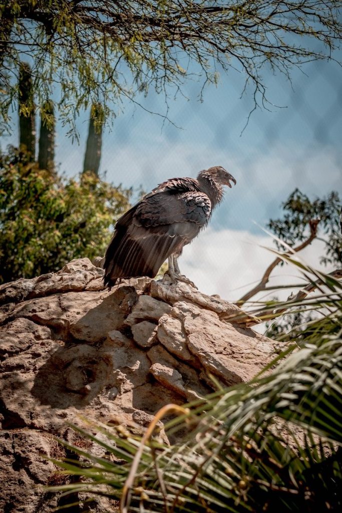 An andean condor sits majestically on a rock.