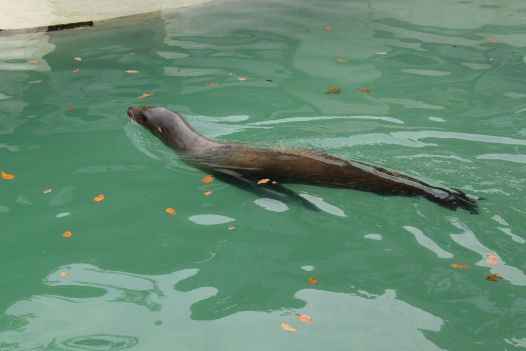 A seal swims in clear green water.