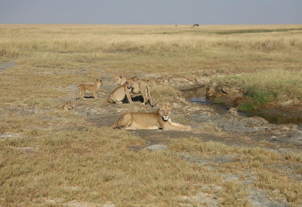 A pride of lions resting in a dry savanna.