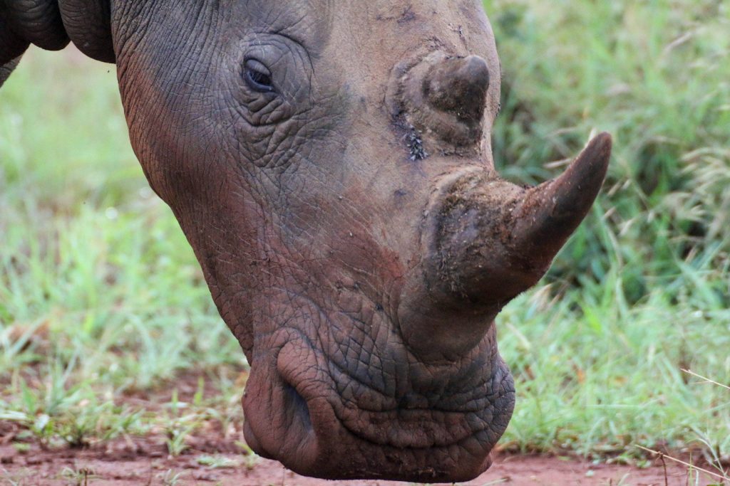 brown elephant on brown soil