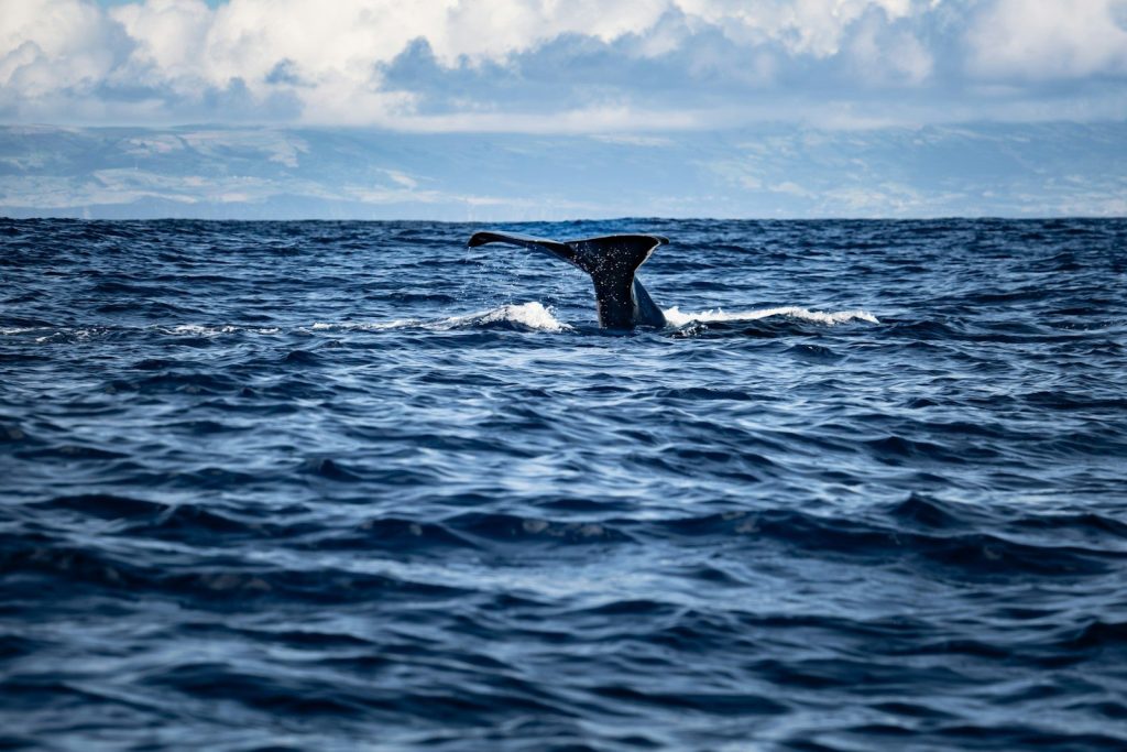 Whale tail diving into deep blue ocean waves.