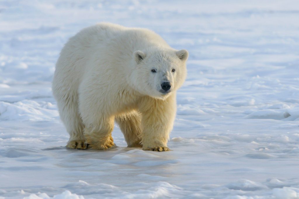 polar bear on snow covered ground during daytime
