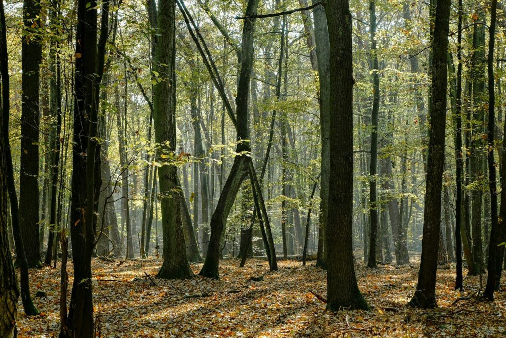 A forest filled with lots of tall trees