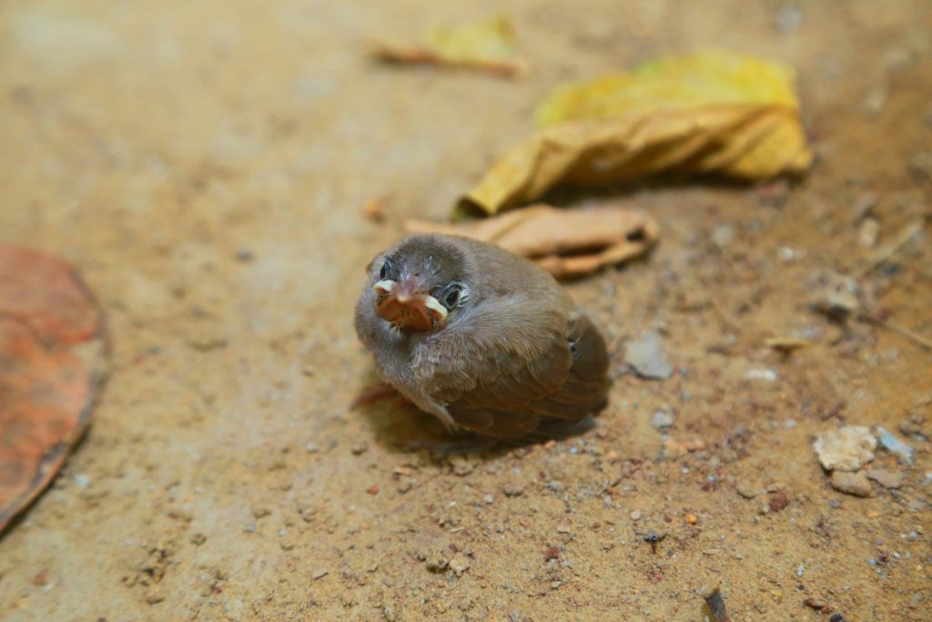 A small fluffy bird sits on the dirt ground.
