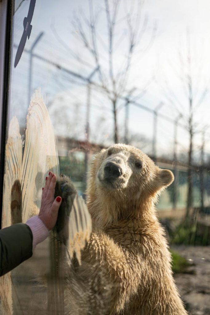 Polar bear touches hand through glass enclosure
