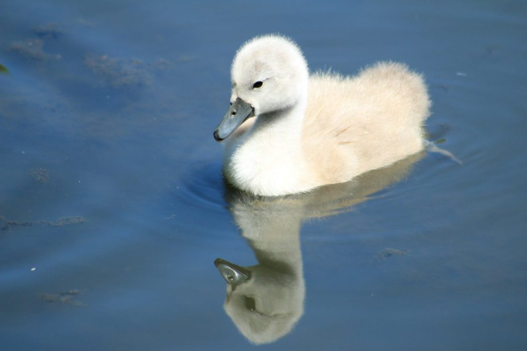 white swan on water during daytime