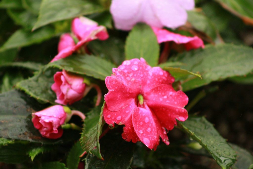Pink impatiens flowers with water droplets on petals.