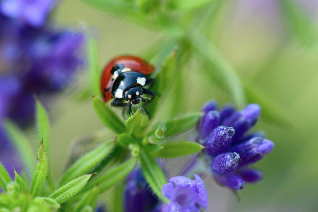 A red ladybug on a green plant with purple flowers.