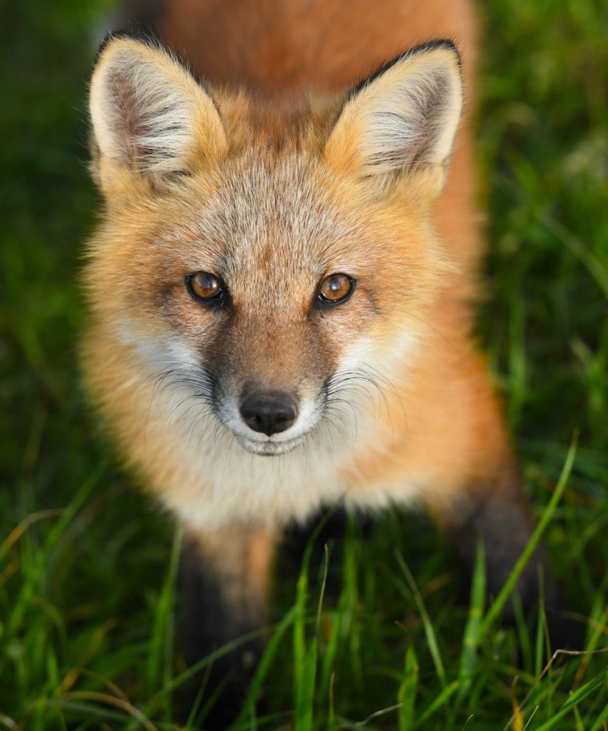 a close up of a fox on a field of grass