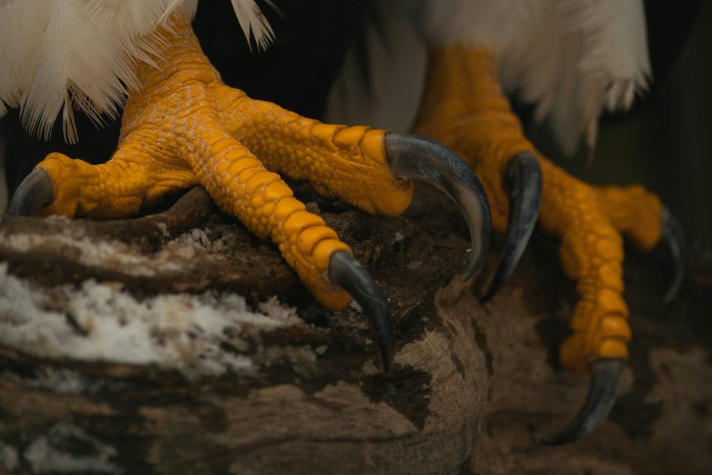 a close up of a bird on a rock