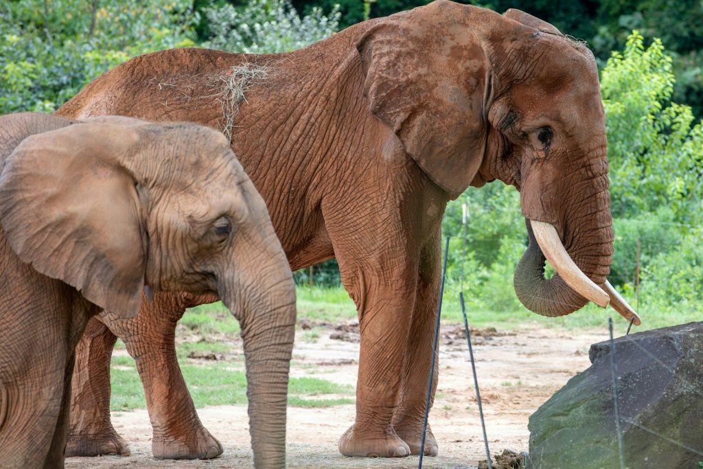 a couple of elephants standing next to each other