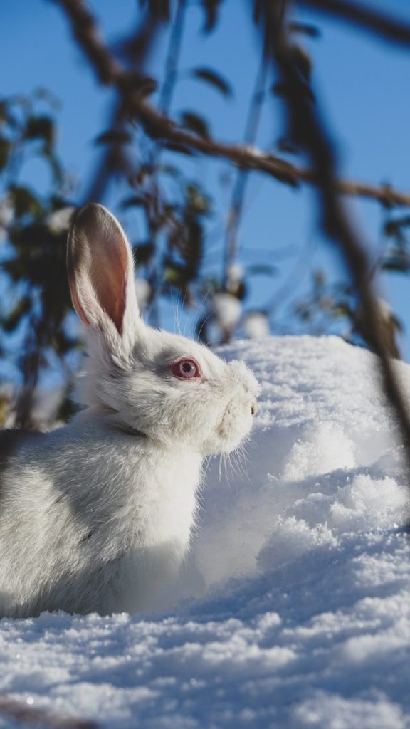 A white rabbit is sitting in the snow