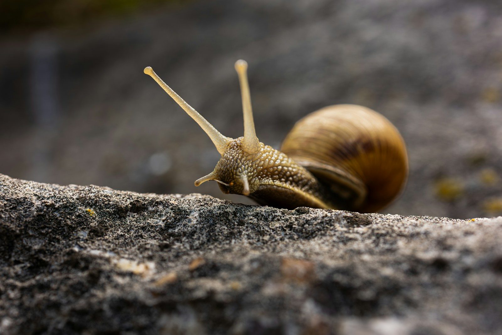 A snail with its shell on a textured rock surface.
