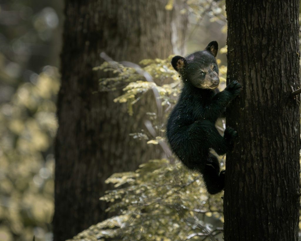 A young bear cub climbs a tree in a forest